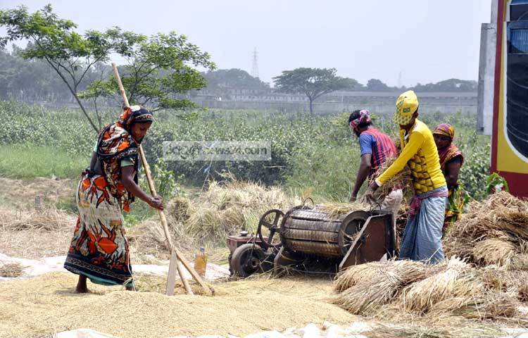 মাঠের ধান কাটা শেষ হলে শুরু হয় গ্রামীণ নারীদের কর্মব্যস্ততা। ছবি : বিপ্লব দিক্ষিৎ।