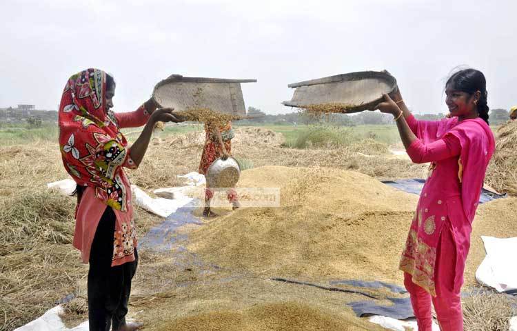 ধান পরিষ্কার করছেন দুই তরুণী। ছবি : বিপ্লব দিক্ষিৎ।