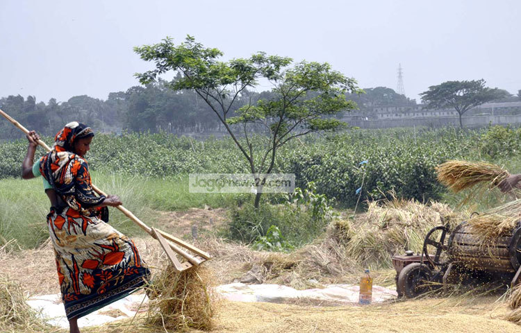 ধান প্রক্রিয়াজাতকরণে পুরুষের পাশাপাশি সমান তালে কাজ করছেন গ্রামীণ নারীরা। ছবি : বিপ্লব দিক্ষিৎ।