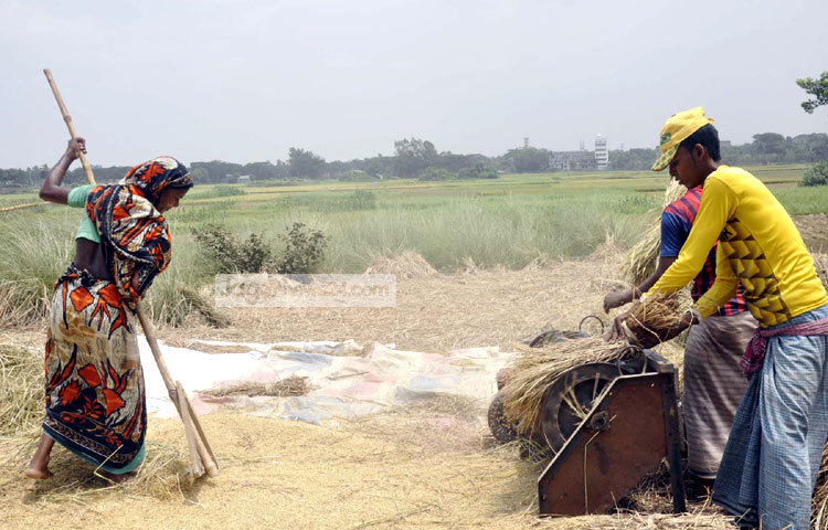 ধান মাড়াইয়ের কাজে ব্যস্ত। ছবি : বিপ্লব দিক্ষিৎ।
