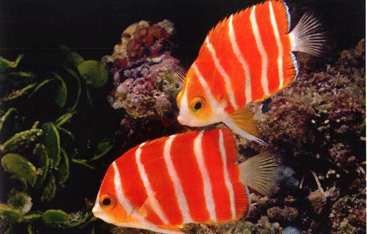 পেপারমিন্ট অ্যাঞ্জেলফিস : বিরল প্রজাতির লাল-সাদা রঙের এ মাছটির ৩০ হাজার মার্কিন ডলার।