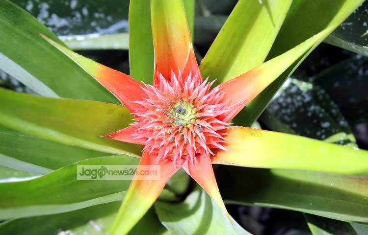 কুঁড়ি অবস্থায় আনারস দেখতে অনেক সুন্দর। ছবি : বিপ্লব দিক্ষিৎ।