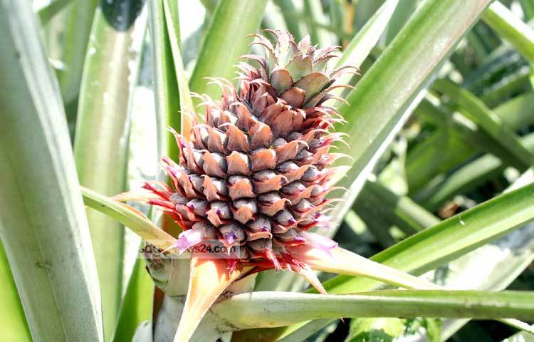 আমাদের দেশে এঁটেল মাটিবাদে প্রায় সব মাটিতে আনারসের চাষ করা যায়৷ ছবি : বিপ্লব দিক্ষিৎ।