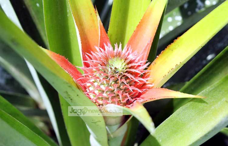 আনারস স্বাদে, গন্ধে এবং খাদ্যগুণে জনপ্রিয় একটি ফল। ছবি : বিপ্লব দিক্ষিৎ।