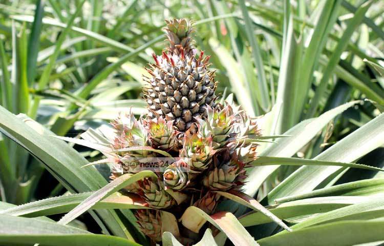 গ্রীষ্ম ঋতুতে আনারসের প্রচুর চাহিদা রয়েছে। ছবি : বিপ্লব দিক্ষিৎ।