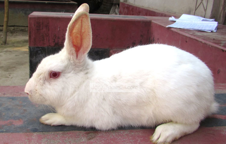 অল্প খরচে ও কম জায়গায় খরগোশ পালন করা যায়। নিজের পোষা খরগোশের ছবি ক্যমেরাবন্দি করেছেন শরীয়তপুর প্রতিনিধি মো. ছগির হোসেন।