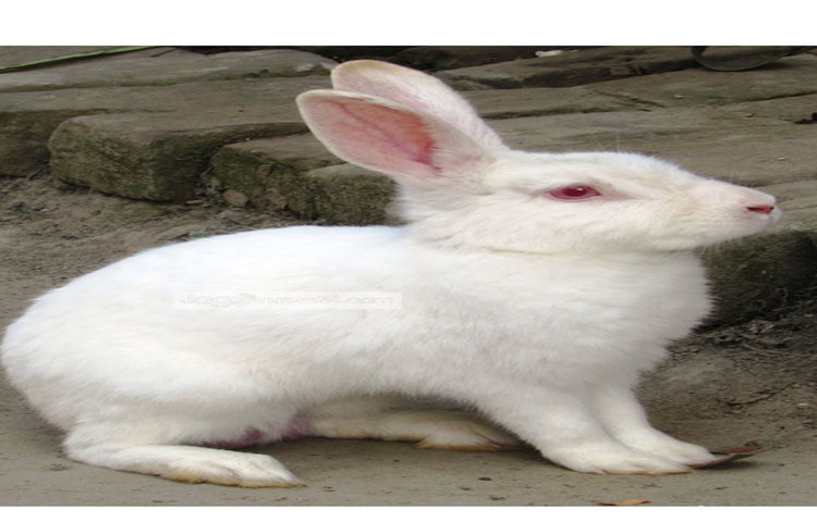 অনেকে বাড়ির সৌন্দর্য বর্ধনের জন্য খরগোশ পালন করে থাকেন। ছবি : মো. ছগির হোসেন।