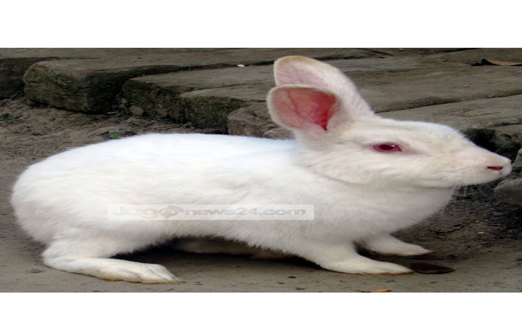 খরগোশ খুবই শান্তশিষ্ট প্রাণী। ছবি : মো. ছগির হোসেন।