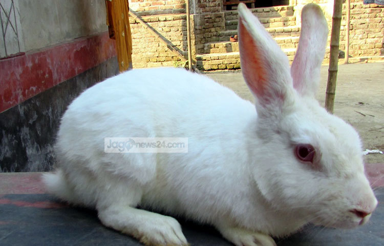 বাড়ির আশেপাশের ঘাস, লতা-পাতা, শাকসবজি, তরকারির ফেলনা অংশ খরগোশ খেয়ে থাকে। ফলে খরগোশ পালনে বাড়তি কোনো ঝামেলা নেই। ছবি : মো. ছগির হোসেন।