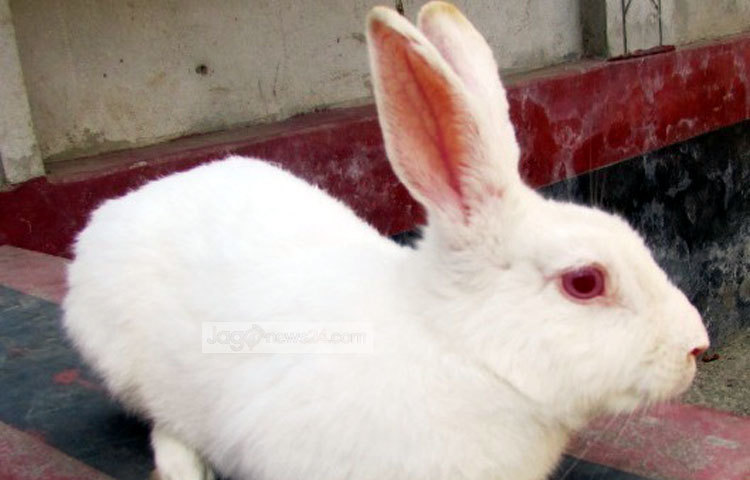 খরগোশের মাংস খুবই সুস্বাদু। বাজারে এর ব্যাপক চাহিদা রয়েছে। ছবি : মো. ছগির হোসেন।