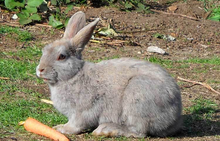 খরগোশ : খরগোশ ৩৬০ ডিগ্রি দূরত্ব পর্যন্ত&nbsp; দেখতে পায়।