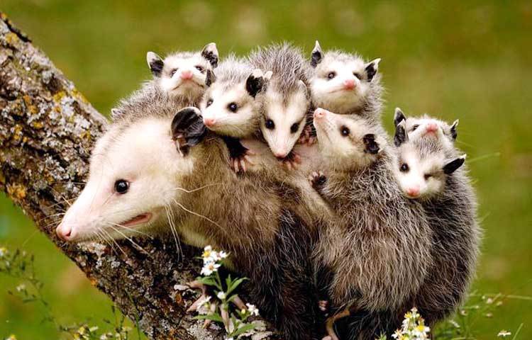 মা তার ছয়টি বাচ্চা নিয়ে শত্রুর ভয়ে নিরপাদ আশ্রয়ে ঠাঁই নিয়েছে। মায়ের সান্নিধ্যই হচ্ছে পৃথিবীর শ্রেষ্ঠ নিরাপদ আশ্রয় এ কথা পশুদেরও জানা আছে। ছবি : আই লাভ আফ্রিকা।