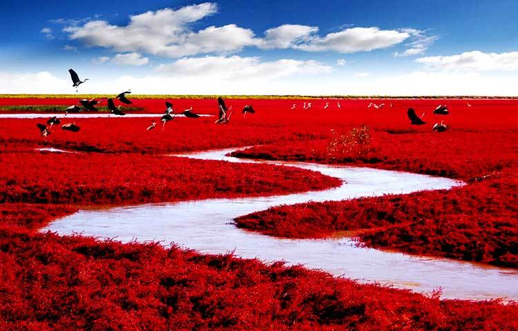 রেড বিচ : লাল টকটকে এই সৈকতটি&nbsp; চীনে অবস্থিত। যে কোনো বয়সী দর্শক এটি দেখলে নিমেষেই মুগ্ধ হয়ে যান।