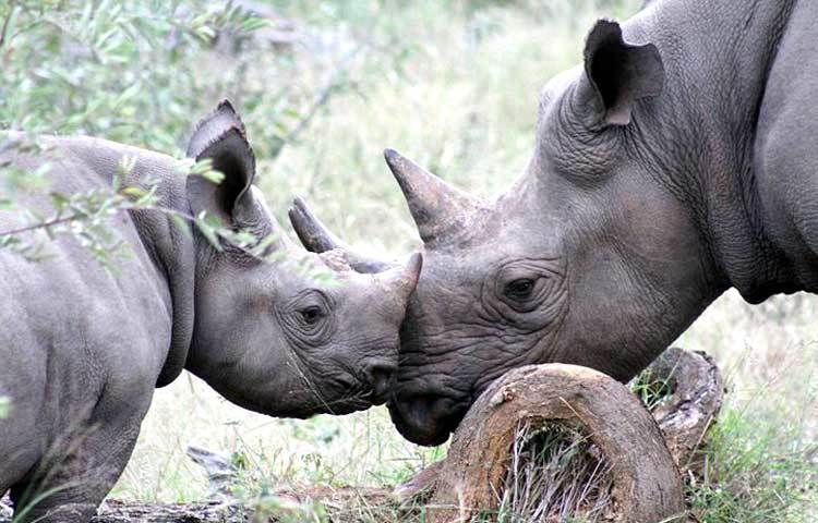 পৃথিবীর সব প্রাণীদের মাঝেই রয়েছে মাতৃত্বের প্রগাঢ় বন্ধন। গণ্ডার ও এর বাচ্চাটির আদর করার মুহূর্তের এ ছবি তা-ই প্রমাণ করছে। ছবি : আই লাভ আফ্রিকা।
