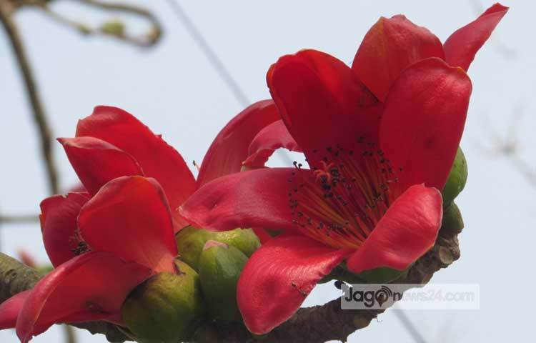 ফুল প্রকৃতির শ্রেষ্ঠ উপহার। তেমনি ঋতুরাজ বসন্তের একটি উপহার হচ্ছে শিমুল ফুল। রক্তিম মনোলোভা শিমুল ফুলগুলোর ছবি শরীয়তপুর জেলার ভেদরগঞ্জ পৌরসভা এলাকা থেকে গতকাল তোলা হয়েছে। ছবি : মো. ছগির হোসেন