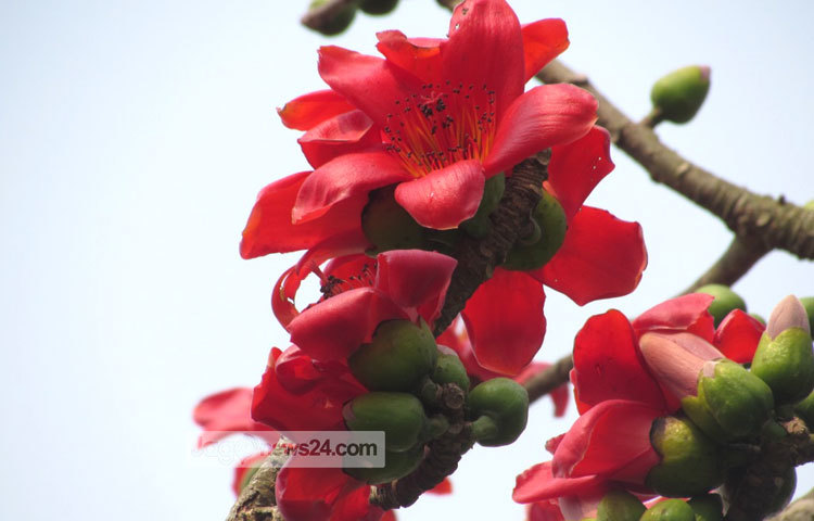 ফুল প্রকৃতির শ্রেষ্ঠ উপহার। তেমনি ঋতুরাজ বসন্তের একটি উপহার হচ্ছে শিমুল ফুল। রক্তিম মনোলোভা শিমুল ফুলগুলোর ছবি শরীয়তপুর জেলার ভেদরগঞ্জ পৌরসভা এলাকা থেকে গতকাল তোলা হয়েছে। ছবি : মো. ছগির হোসেন