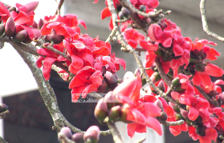 ফুল দেখলে সবার মন অব্যক্ত এক ভালো লাগায় ভরে যায়। ফুল পছন্দ করে না এমন একটি মানুষও বোধ হয় খুঁজে পাওয়া দুষ্কর ব্যাপার। দৃষ্টিনন্দন ফুলের মধ্যে শিমুলের আবেদন সৌন্দর্যপ্রেমীদের কাছে খুবই বেশি। রক্তিম মনোলোভা শিমুল ফুলগুলোর ছবি শরীয়তপুর জেলার ভেদরগঞ্জ পৌরসভা এলাকা থেকে গতকাল তোলা হয়েছে। ছবি : মো. ছগির হোসেন