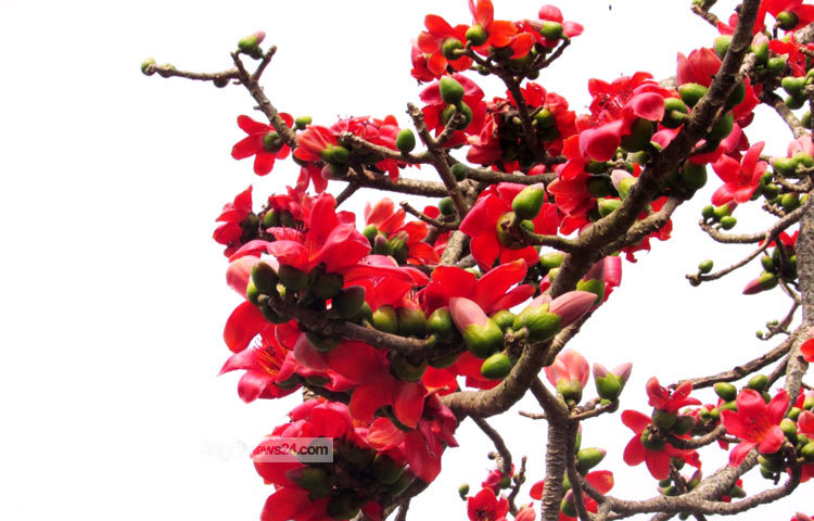 যেন উদাসী মনে, আকাশ পানে চেয়ে আছে সদ্য ফোটা শিমুলের দল। রক্তিম মনোলোভা শিমুল ফুলগুলোর ছবি শরীয়তপুর জেলার ভেদরগঞ্জ পৌরসভা এলাকা থেকে গতকাল তোলা হয়েছে। ছবি : মো. ছগির হোসেন