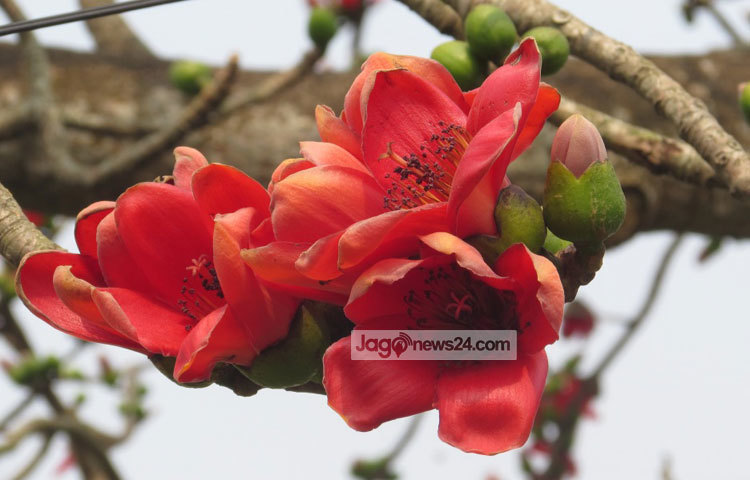 ফুল প্রকৃতির শ্রেষ্ঠ উপহার। তেমনি ঋতুরাজ বসন্তের একটি উপহার হচ্ছে শিমুল ফুল। রক্তিম মনোলোভা শিমুল ফুলগুলোর ছবি শরীয়তপুর জেলার ভেদরগঞ্জ পৌরসভা এলাকা থেকে গতকাল তোলা হয়েছে। ছবি : মো. ছগির হোসেন