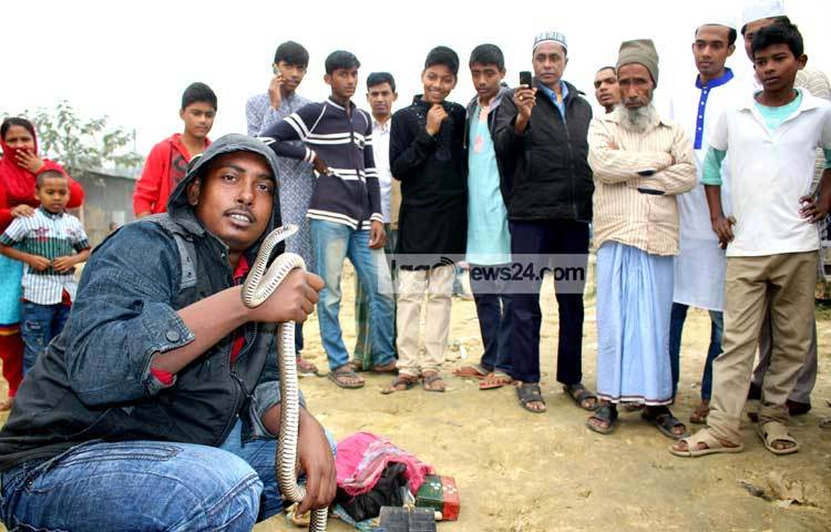 &lsquo;বাবুরাম সাপুড়ে, কোথা যাস্ বাপুরে? আয় বাবা দেখে যা, দুটো সাপ রেখে যা !&rsquo; সুকুমার রায়ের এই ছড়াটি শৈশবে অনেকেই মুখস্থ করেছি আমরা। সাপ নিয়ে অনেক মজার মজার কথা এতে বর্ণনা করা হয়েছে। সম্প্রতি কামরাঙ্গির চর এলাকা থেকে ছবিটি তুলেছেন বিপ্লব দিক্ষিৎ।