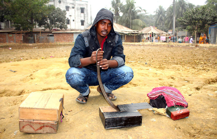 &lsquo;করে নাকো ফোঁস ফাঁস, মারে নাকো ঢুঁশঢাঁশ, নেই কোনো উৎপাত&rsquo;- সত্যিই ছড়ার মত এই সাপ অনেক গুণধর। আর তা না হলে খেলা দেখানো সম্ভব হতো না। সম্প্রতি কামরাঙ্গির চর এলাকা থেকে ছবিটি তুলেছেন বিপ্লব দিক্ষিৎ।