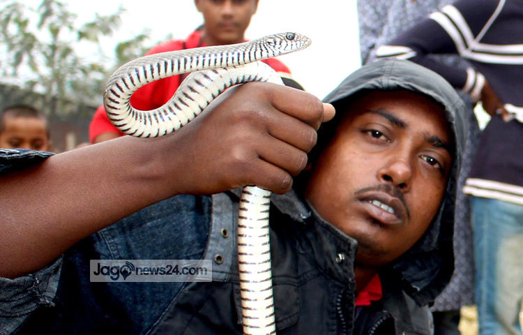 সাপটিও বুঝি খেলা দেখতে আসা দর্শকদের দেখছে। সম্প্রতি কামরাঙ্গির চর এলাকা থেকে ছবিটি তুলেছেন বিপ্লব দিক্ষিৎ।