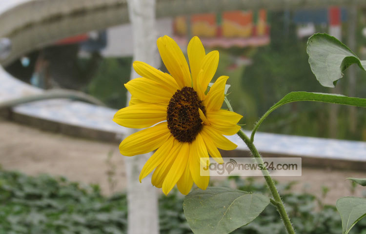 শরীয়তপুরের নড়িয়া উপজেলার কোলোকাঠি ফ্যান্টাসি কিংডমে চোখ জুড়ানো এই সূর্যমুখী ফুলটির ছবি আজ তুলেছেন&nbsp; মো. ছগির হোসেন