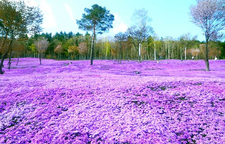 তাকিনু পার্ক : বিস্ময়কর সুন্দর এ পার্কটি জাপানে রয়েছে।