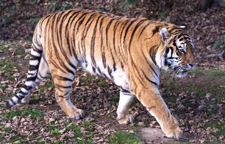 বাঘ : বাঘের পা এতই শক্তিশালী যে মুত্যুর পরও দাঁড়িয়ে থাকতে পারে।