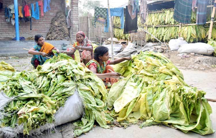 কুষ্টিয়ার আল্লারদরগাহসহ বেশ কিছু এলাকায় প্রচুর পরিমাণে তামাক চাষ করা হচ্ছে। ছবি : মাহবুব আলম।