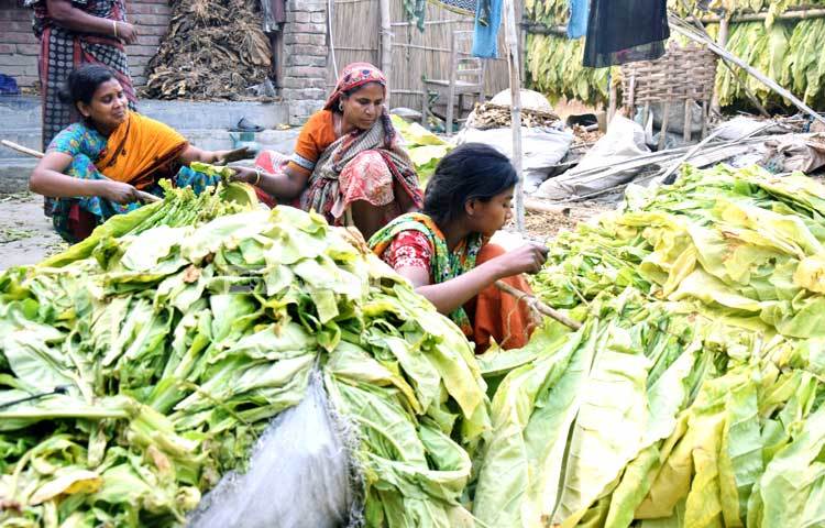 ক্ষেত থেকে তামাক সংগ্রহ করে পরিবারের সবাই মিলে প্রক্রিয়াজাতকরণে ব্যস্ত। ছবি : মাহবুব আলম।