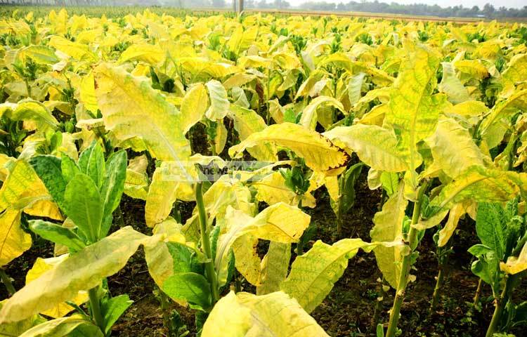 স্বল্প খরচে অধিক লাভের আশায় কুষ্টিয়া জেলার অধিকাংশ কৃষক তাদের জমিতে তামাক চাষ করছেন। ছবি : মাহবুব আলম।