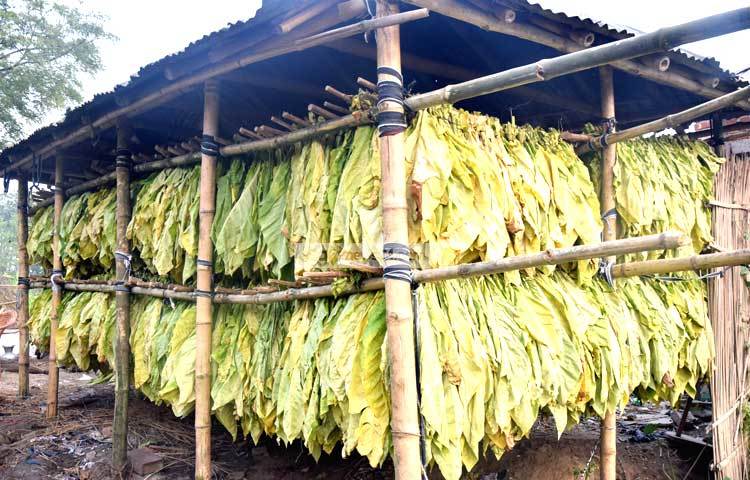 তামাক চাষের ফলে এখানকার পরিবেশেরও বিপর্যয় ঘটছে। ছবি : মাহবুব আলম।