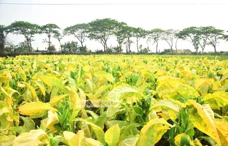 কৃষি বিশেষজ্ঞরা জানান, তামাক চাষের জমিতে অধিক পরিমাণে সার ও কীটনাশক ব্যবহারে জমির উর্বরা শক্তি নষ্ট হচ্ছে। ছবি : মাহবুব আলম।