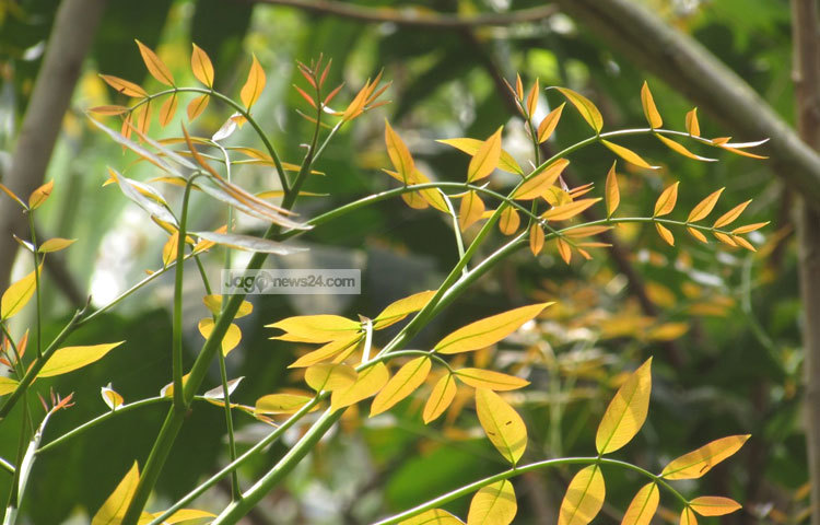 মেহগনি গাছের কচি পাতা যেন হাতছানি দিয়ে ডাকছে। ছবি : মো. ছগির হোসেন।
