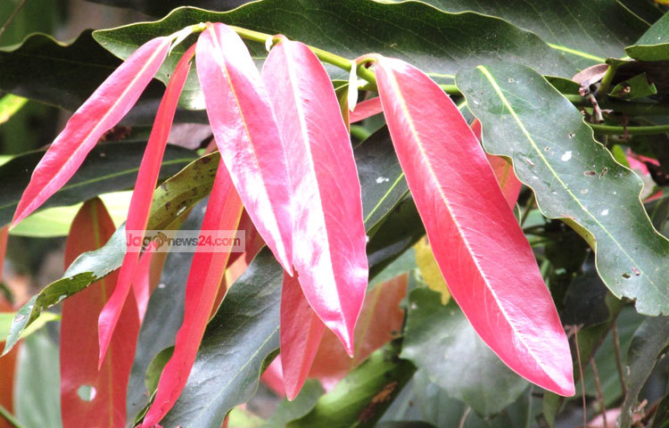 গাব গাছের কচি পাতা লাল রঙের হয়ে থাকে। ধীরে ধীরে তা সবুজ হয়ে যায়। ছবি : মো. ছগির হোসেন।