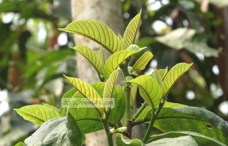 কাঁঠাল গাছের সবুজ পাতা। ছবি : মো. ছগির হোসেন।