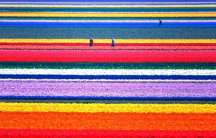 টিউলিপ ফিল্ডস : এ স্থানটি নেদারল্যান্ডে রয়েছে।