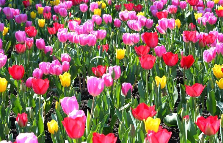টিউলিপ : টিউলিপ বিশ্বের অন্যতম একটি জনপ্রিয় ফুল। এটি ইংল্যান্ডে সবচেয়ে বেশি সমাদৃত। এশিয়া, আফ্রিকা, দক্ষিণ ইউরোপে এটি বেশি পাওয়া যায়। বর্তমানে ইরানে এটি বাণিজ্যিকভাবে চাষ করা হচ্ছে।