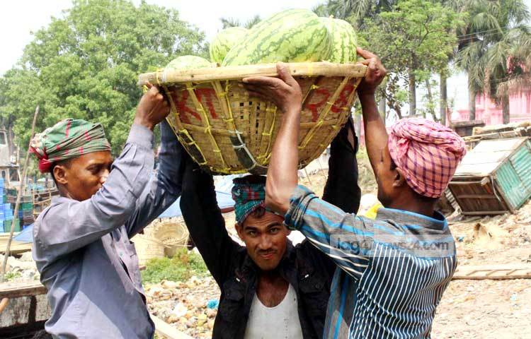 চার-পাঁচটির বেশি তরমুজ একটি টুকরিতে নিয়ে যাওয়া সম্ভব হচ্ছে না। ছবি : বিপ্লব দিক্ষিৎ।