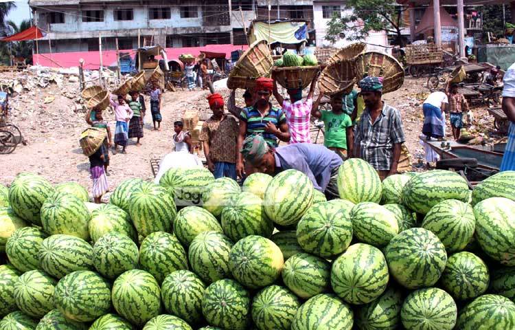 এসব তাজা তরমুজের দৃশ্য দেখলেও চোখ জুড়িয়ে যায়। ছবি : বিপ্লব দিক্ষিৎ।