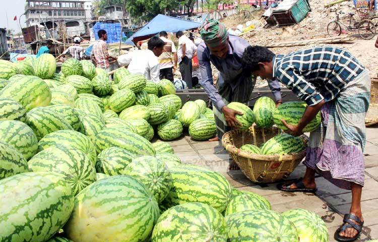 লঞ্চ ও স্টিমার যোগে দেশের বিভিন্ন জেলা থেকে আসা এ তরমুজ নৌকায় করে সদরঘাটের কদমতলী ফলের আড়ৎগুলোতে নিয়ে যাওয়া হচ্ছে। ছবি : বিপ্লব দিক্ষিৎ।