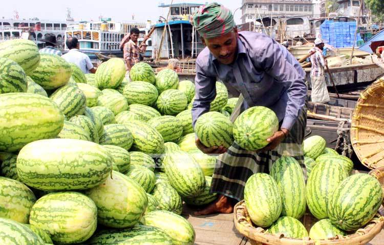 নৌকা থেকে তরমুজগুলো ফলের আড়তে নিতে অক্লান্ত পরিশ্রম করছেন সদরঘাটের এই শ্রমিক। ছবি : বিপ্লব দিক্ষিৎ।