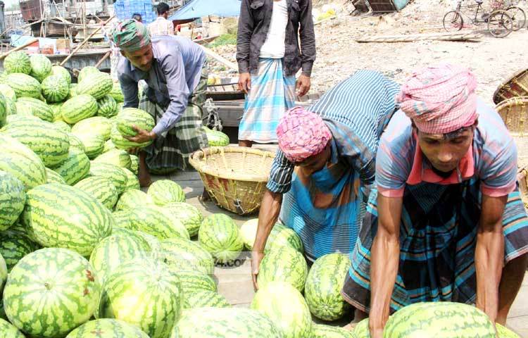 খুচরা বাজারে এর একেকটি তরমুজ ৩০০ থেকে ৪০০ টাকায় বিক্রি হচ্ছে। ছবি : বিপ্লব দিক্ষিৎ।