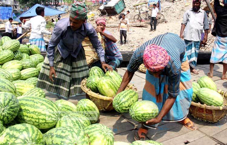 শ্রমিকরাও অনেক আনন্দ নিয়ে তরমুজ ওঠানোর কাজ করছেন। ছবি : বিপ্লব দিক্ষিৎ।