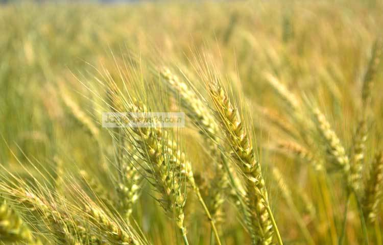 &lsquo;আমার মন পাখিটা যায়রে উড়ে যায়, ধান শালিকের গাঁয়&rsquo;- শিল্পীর কন্ঠের এ গানটি গমের মাঠের এমন মনোলোভা দৃশ্য দেখলে যে কারো মনে পড়ে যাবে। ঠাকুরগাঁও সদর উপজেলার আকচাঁ গ্রাম থেকে ছবিটি তুলেছেন জাগোনিউজ প্রতিনিধি রবিউল এহ্সান রিপন।