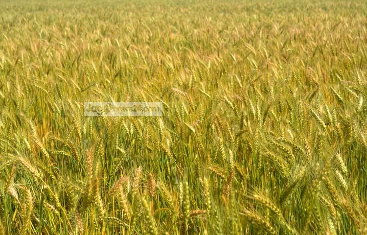 বাংলাদেশের মধ্যে সবচেয়ে বেশি ঠাকুরগাঁও জেলায় গম উৎপাদিত হয়। এ জেলার গম দেশের সকল জেলার গমের চাহিদা পূরণ করে। ঠাকুরগাঁও সদর উপজেলার আকচাঁ গ্রাম থেকে ছবিটি তুলেছেন জাগোনিউজ প্রতিনিধি রবিউল এহ্সান রিপন।