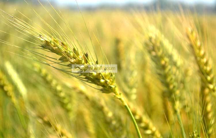 বাংলাদেশের মধ্যে সবচেয়ে বেশি ঠাকুরগাঁও জেলায় গম উৎপাদিত হয়। এ জেলার গম দেশের সকল জেলার গমের চাহিদা পূরণ করে। ঠাকুরগাঁও সদর উপজেলার আকচাঁ গ্রাম থেকে ছবিটি তুলেছেন জাগোনিউজ প্রতিনিধি রবিউল এহ্সান রিপন।