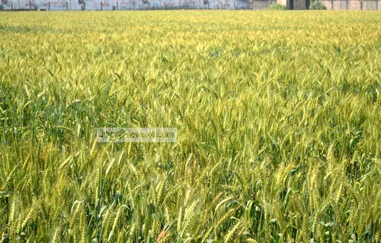 বাংলাদেশের মধ্যে সবচেয়ে বেশি ঠাকুরগাঁও জেলায় গম উৎপাদিত হয়। এ জেলার গম দেশের সকল জেলার গমের চাহিদা পূরণ করে। ঠাকুরগাঁও সদর উপজেলার আকচাঁ গ্রাম থেকে ছবিটি তুলেছেন জাগোনিউজ প্রতিনিধি রবিউল এহ্সান রিপন।