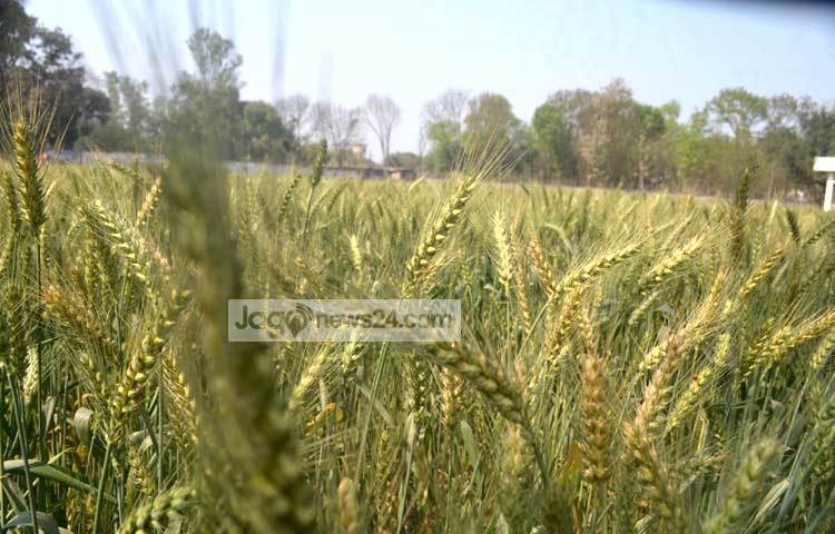 বাংলাদেশের মধ্যে সবচেয়ে বেশি ঠাকুরগাঁও জেলায় গম উৎপাদিত হয়। এ জেলার গম দেশের সকল জেলার গমের চাহিদা পূরণ করে। ঠাকুরগাঁও সদর উপজেলার আকচাঁ গ্রাম থেকে ছবিটি তুলেছেন জাগোনিউজ প্রতিনিধি রবিউল এহ্সান রিপন।